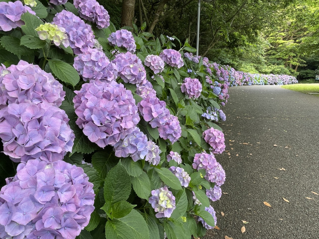横須賀美術館 紫陽花とねむの木